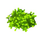 Catena 180Led pallino verde 13.5metr